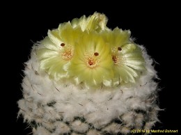 Notocactus (MC) neohorstii 1148